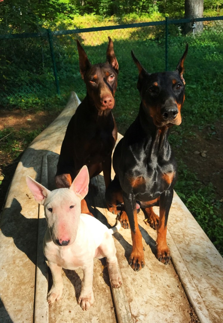 Доберман Чита