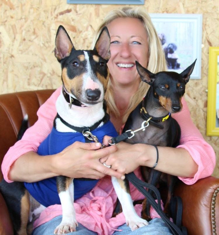 Метис питбуля и бультерьера