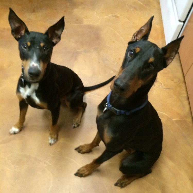 Доберман Veles