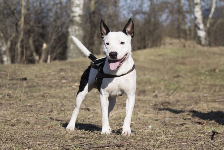 Доберман спасатель