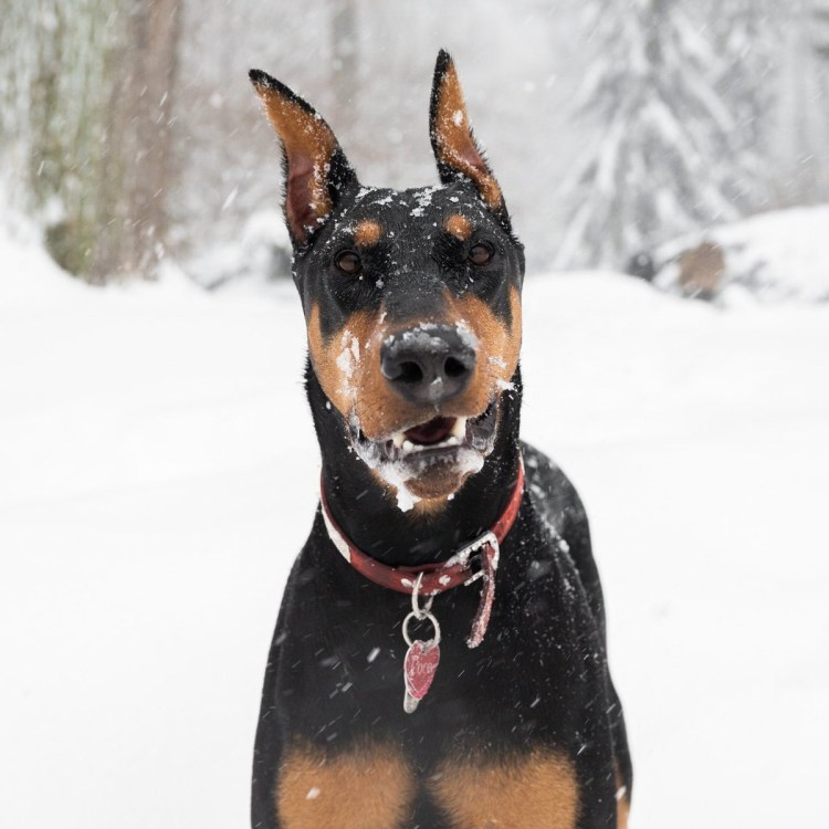 Вязка собак Доберман