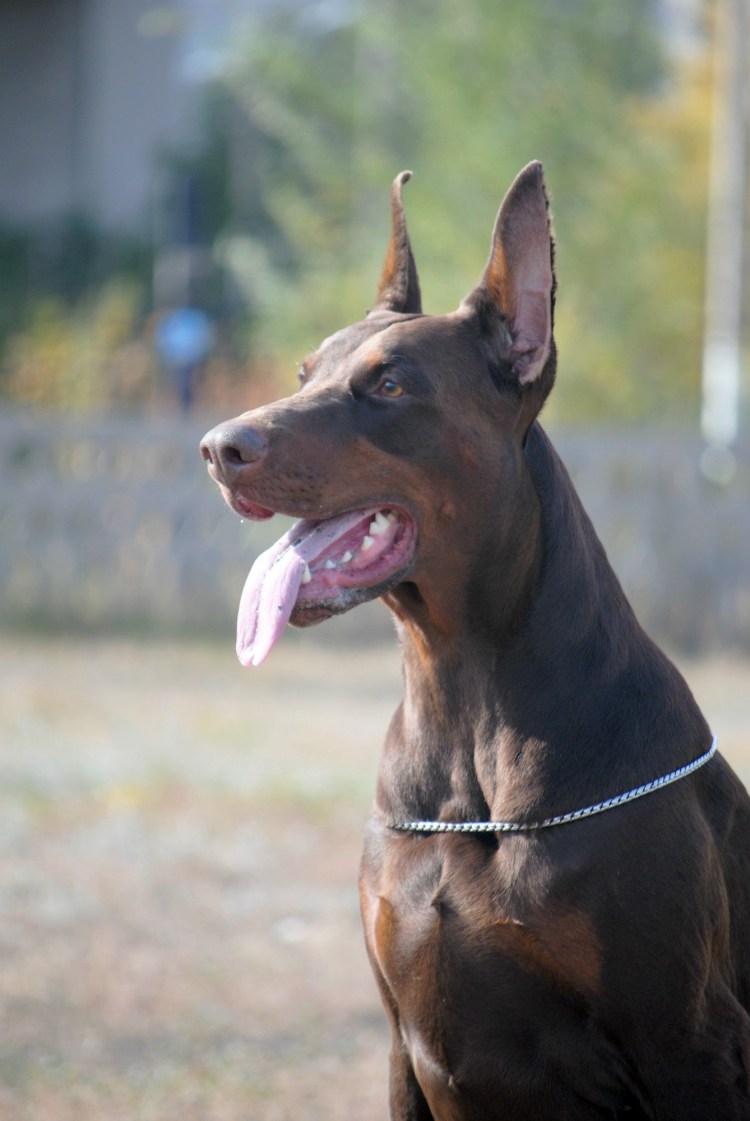 Бультерьер плюс Доберман