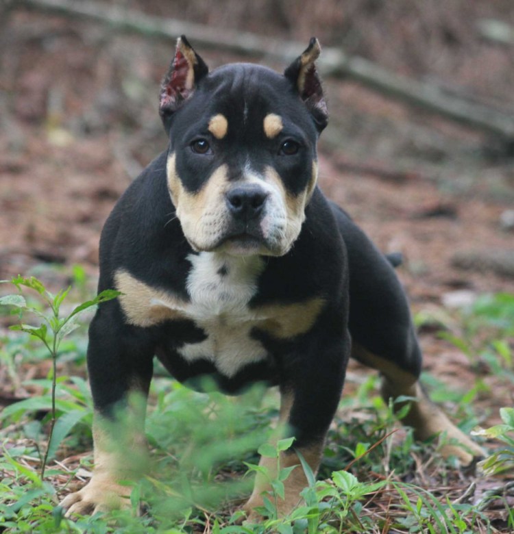 Доберман смесь