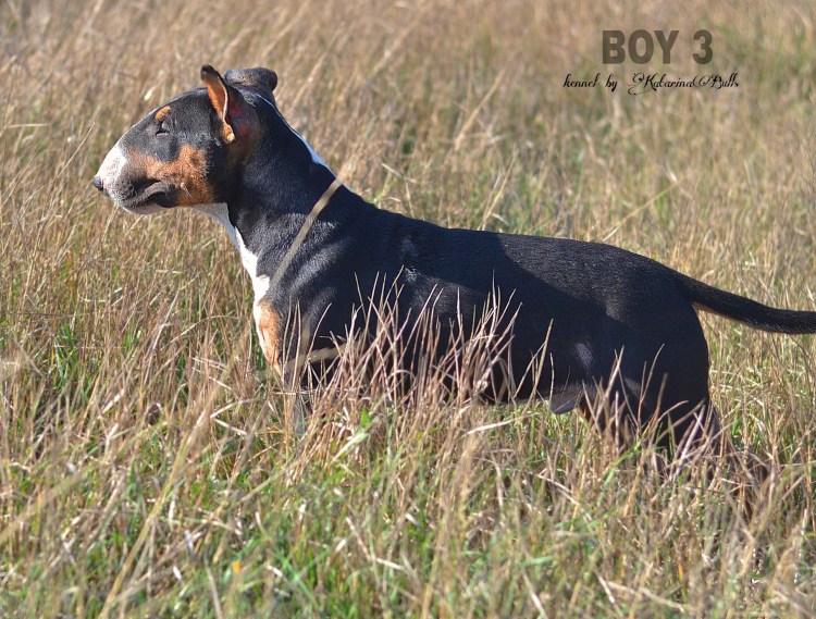 Метис бультерьера