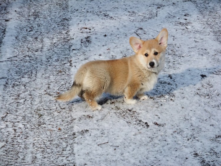 Бракованный корги щенок