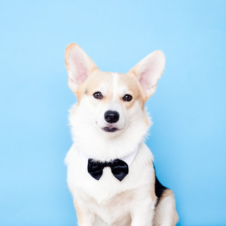 Корги альбинос фото