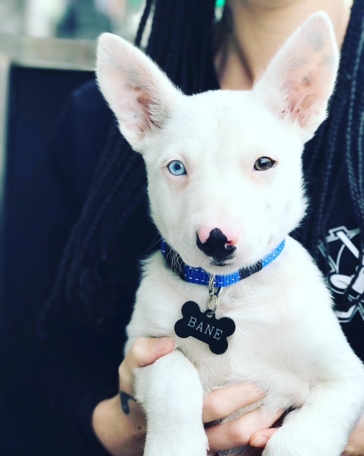 Басенджи альбинос