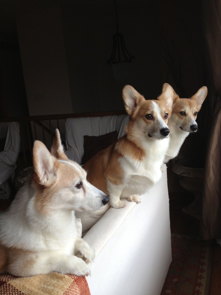 Корги пемброк флаффи