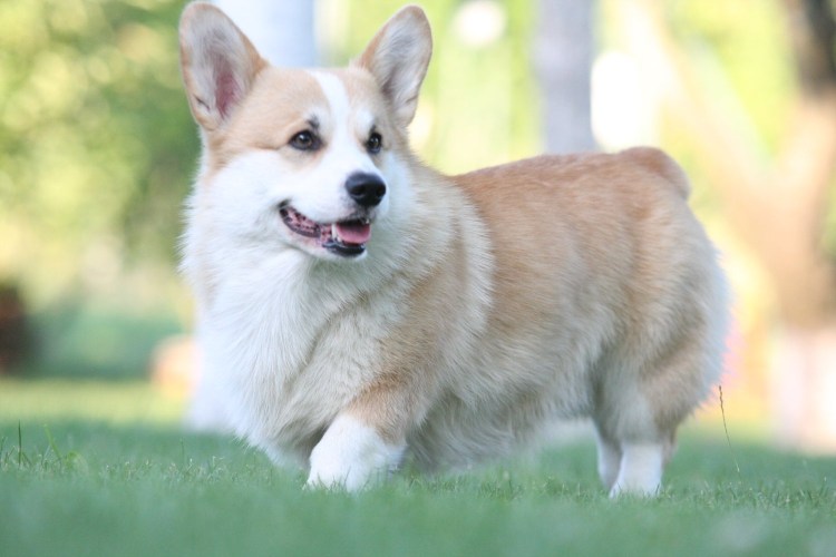 Белый корги пемброк