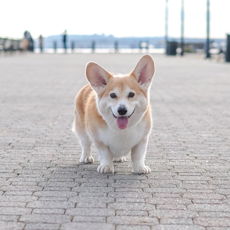 Щенки корги альбинос