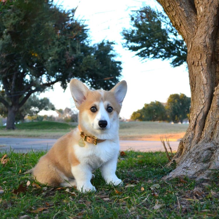 Пемброк корги альбинос