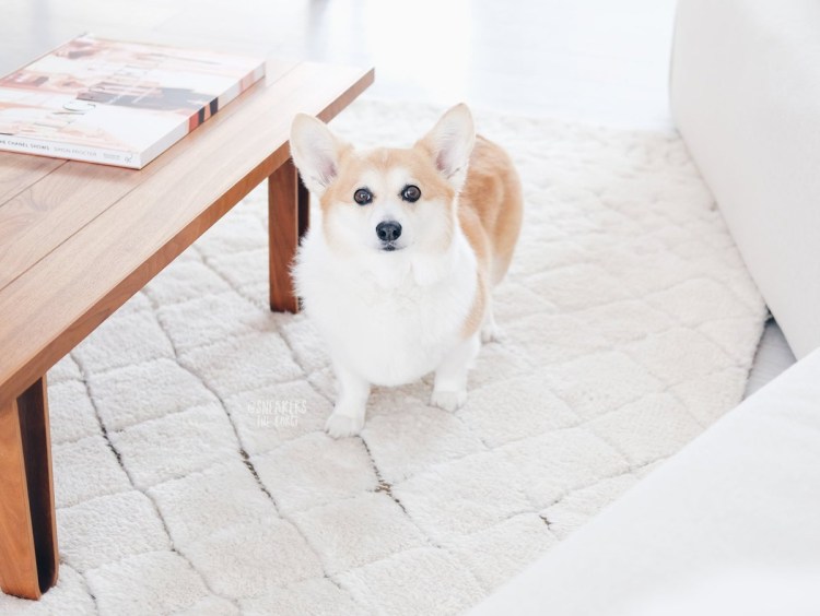 Корги альбинос фото