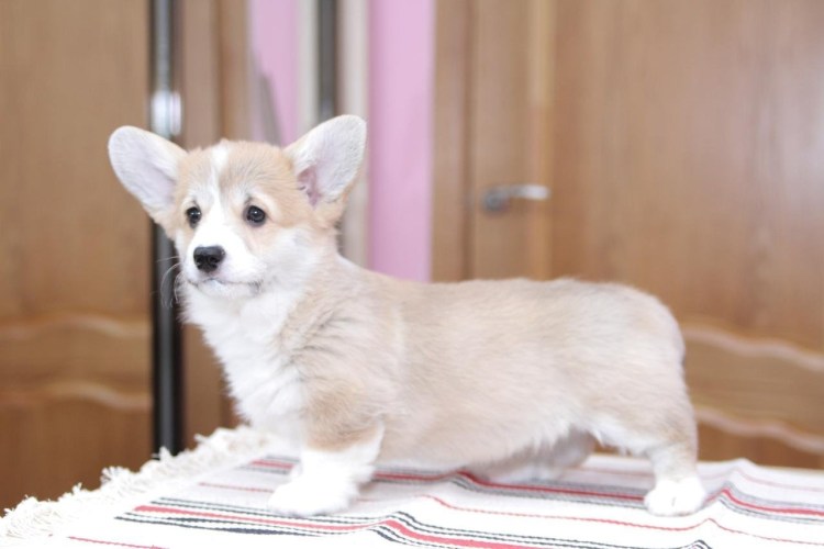 Щенки корги альбинос
