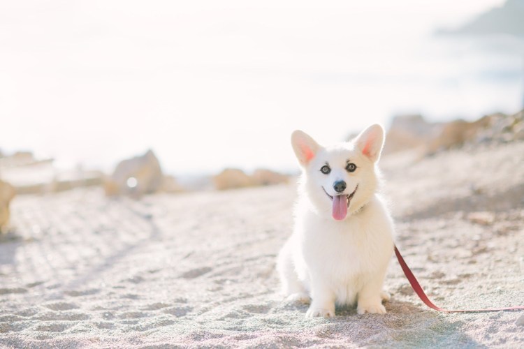 Корги серый в пятнышко