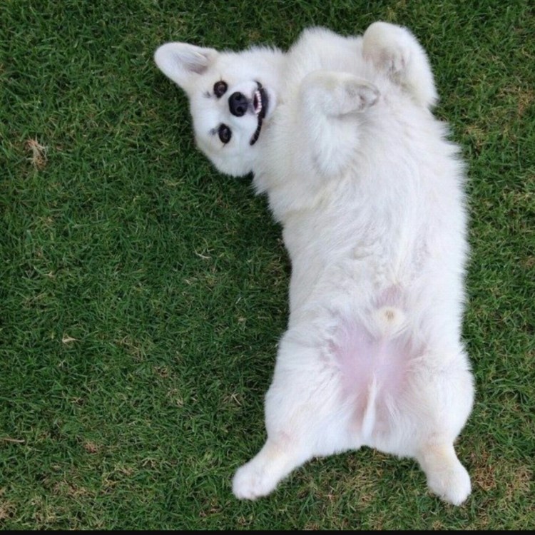 Вельш корги альбинос