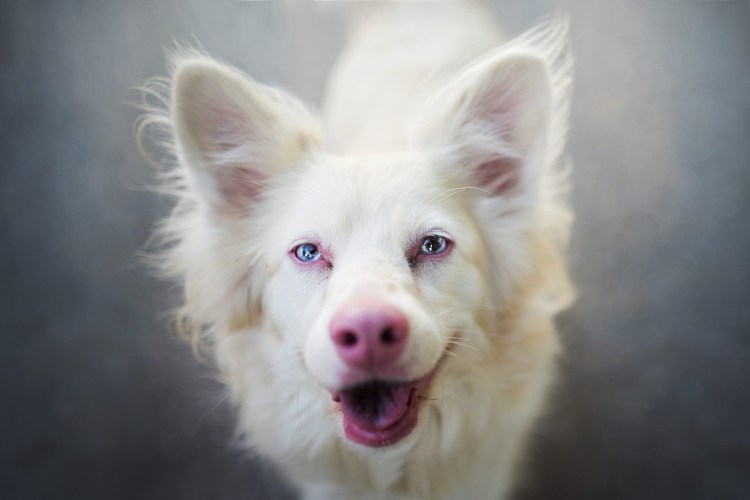 Собака корги белая с черной