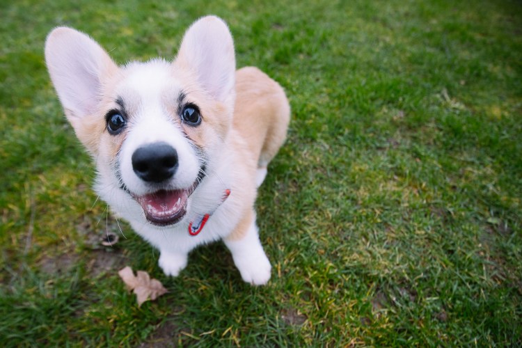 Щенок корги Шелби