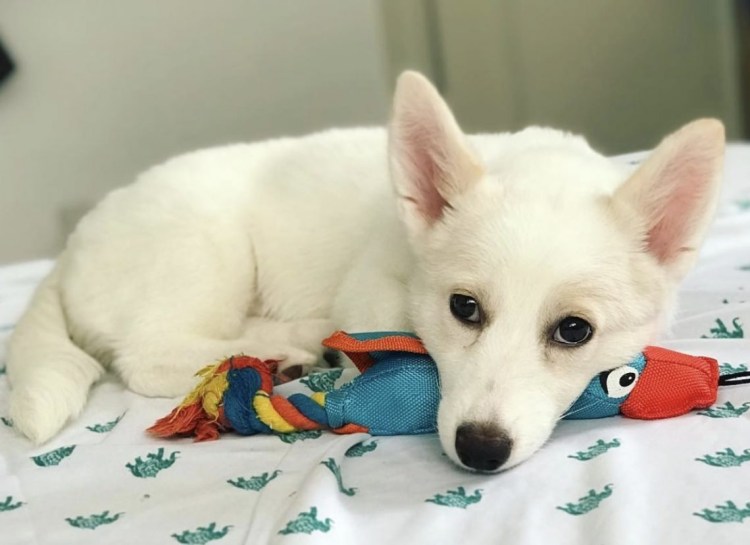 Светлый корги белый