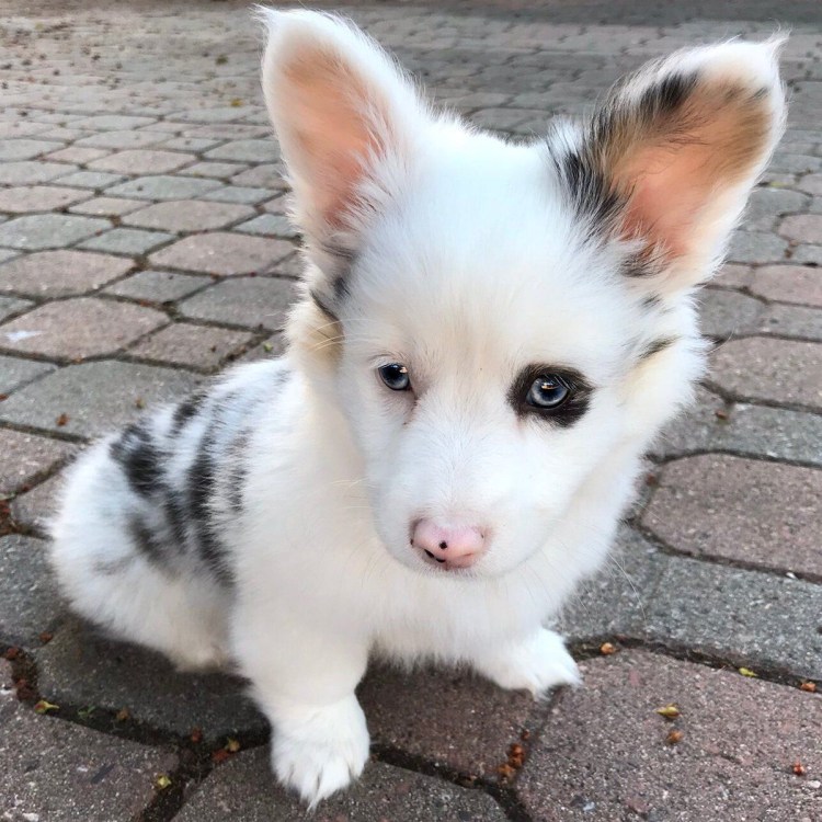 Вельш корги пемброк альбинос