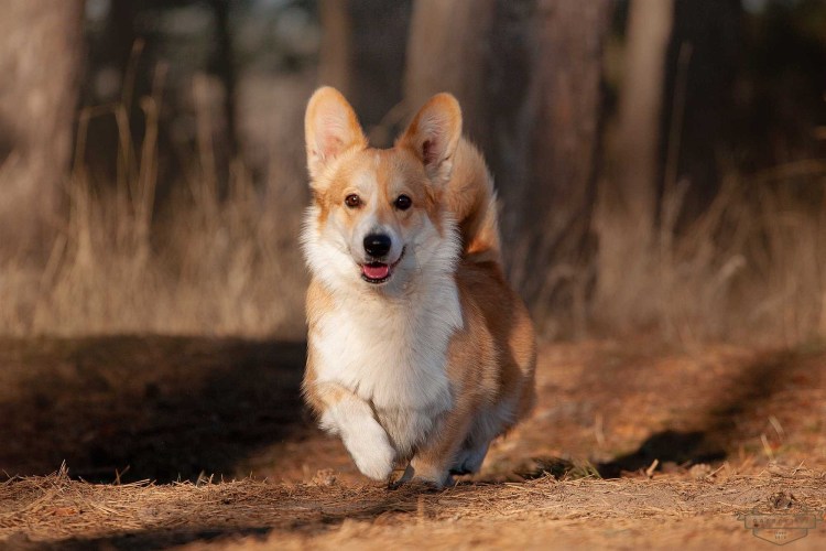 Белый корги пемброк