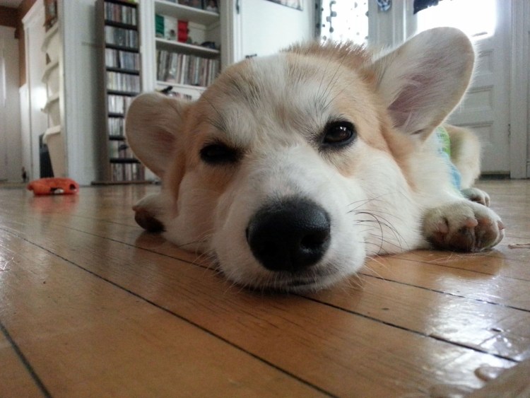 Вельш корги пемброк альбинос