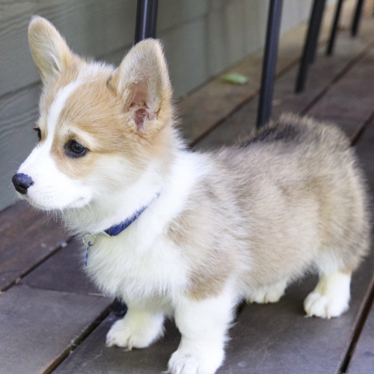 Овчарка швейцарская альбинос