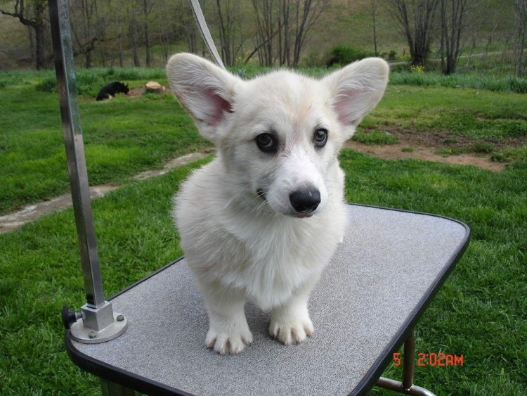 Корги леопард