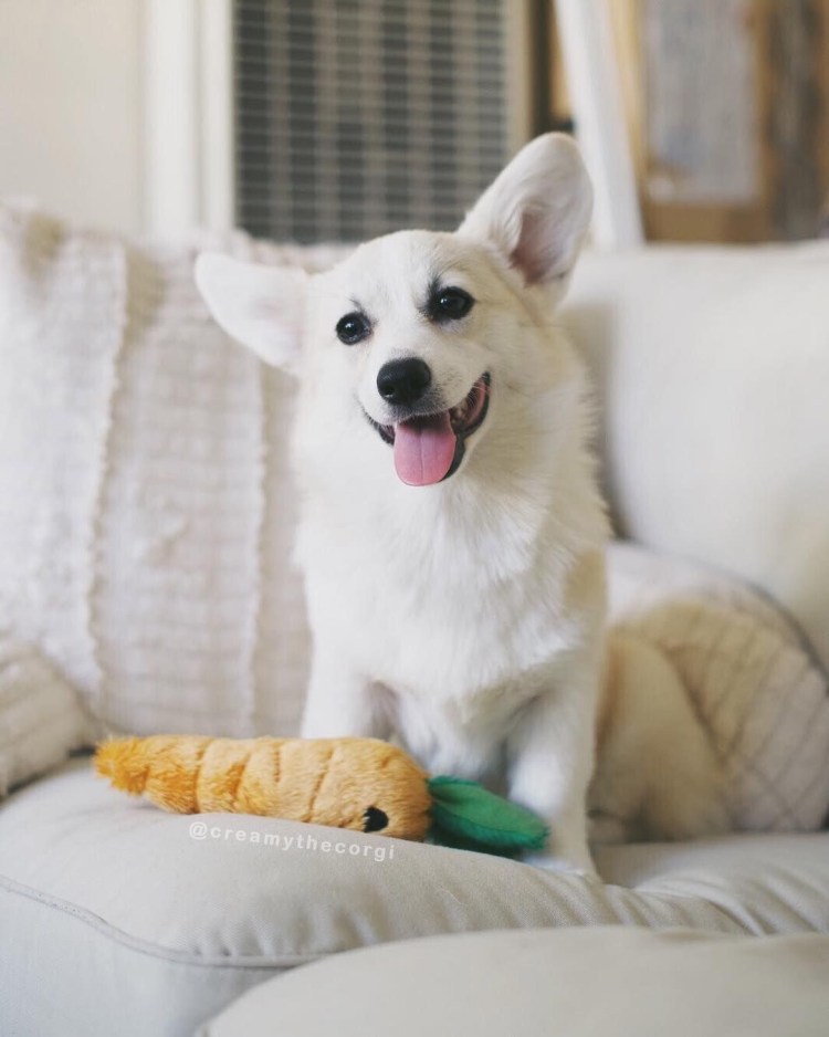 Корги полуальбинос