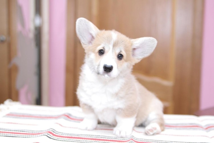 Вельш корги альбинос