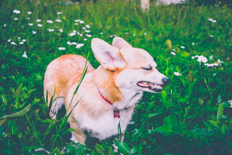 Корги пемброк флаффи