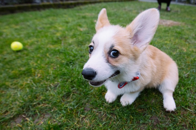 Корги альбинос фото