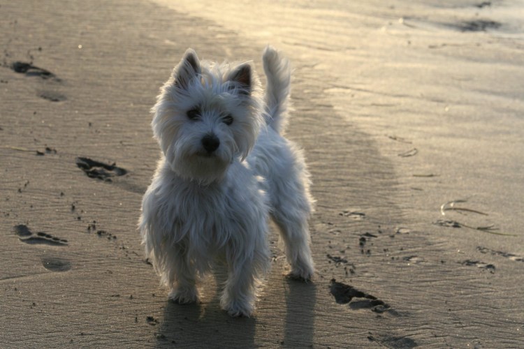 Керн-терьер Тотошка