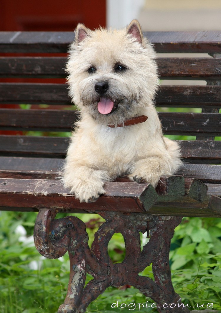 Собачка похожая на игрушку