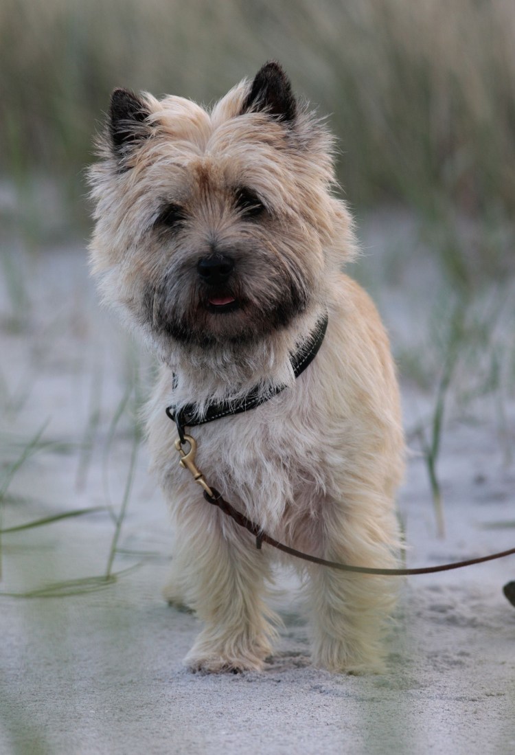 Динмонт терьер