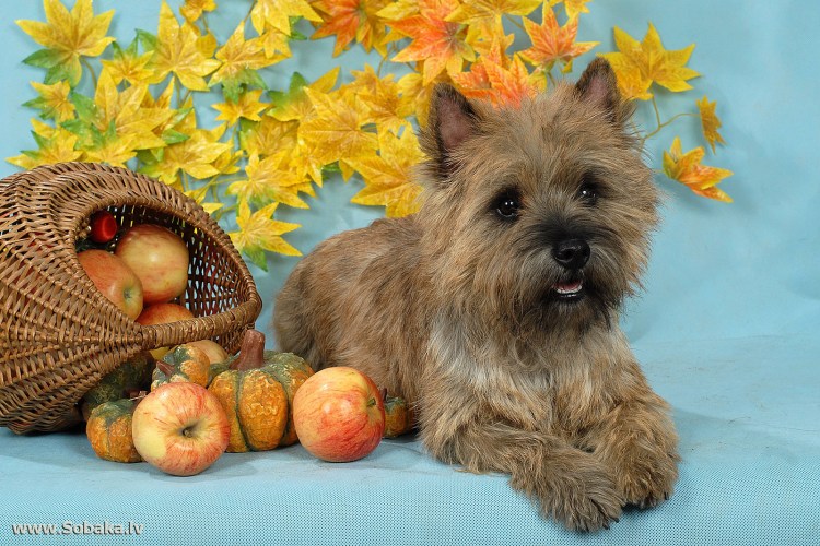 Вест Хайланд вайит терьер