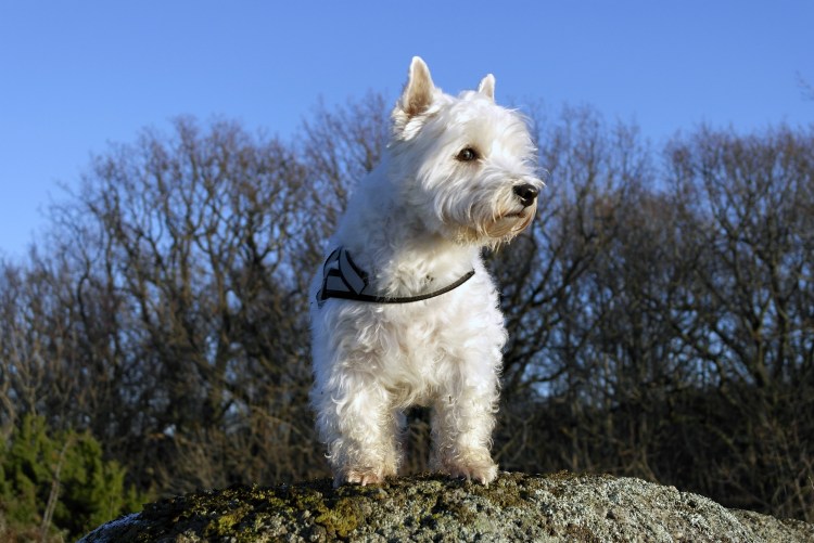 Порода союакт трен терейр