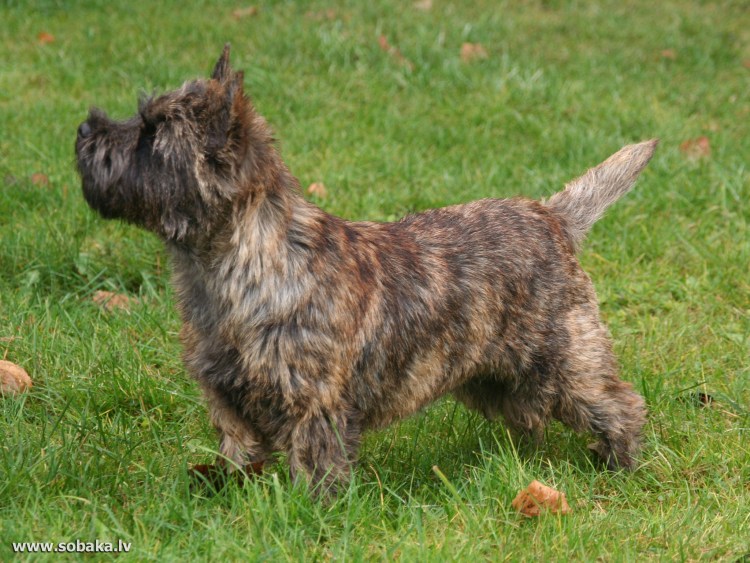 Вай хайленд Уайт терьер