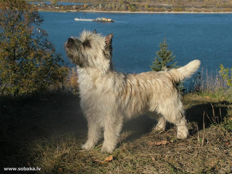 Вест хайленд Вайт терьр