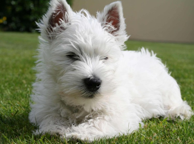 Керн-терьер Тотошка