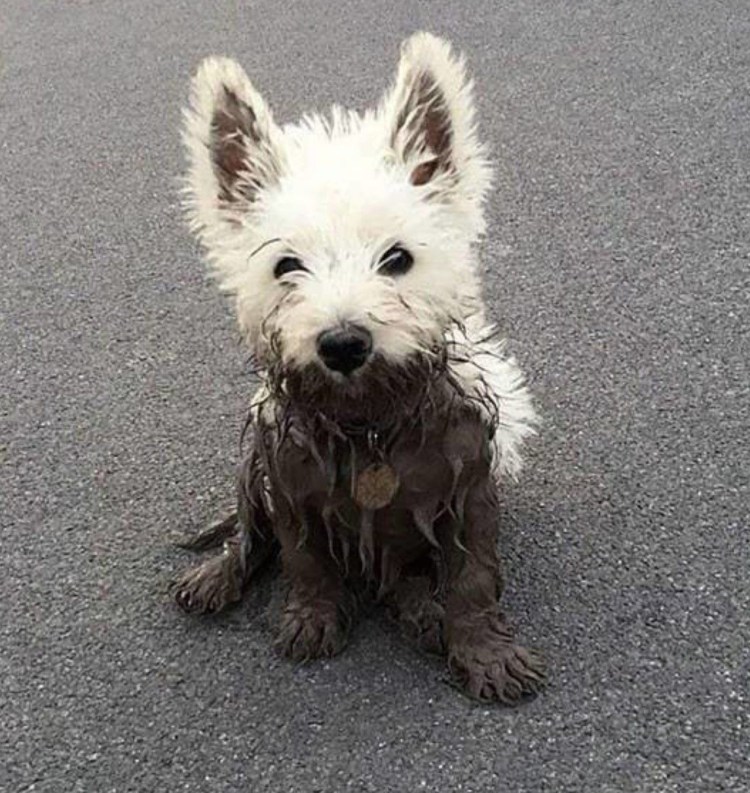 Тотошка игрушка