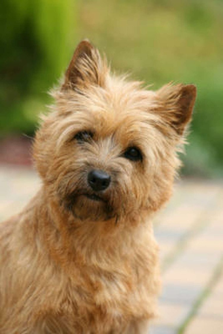 Керн терьер