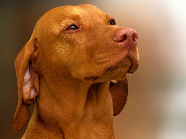 Венгерская выжла короткошерстная