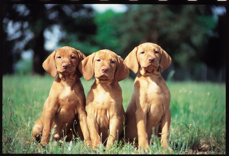 Венгерская выжла голубая