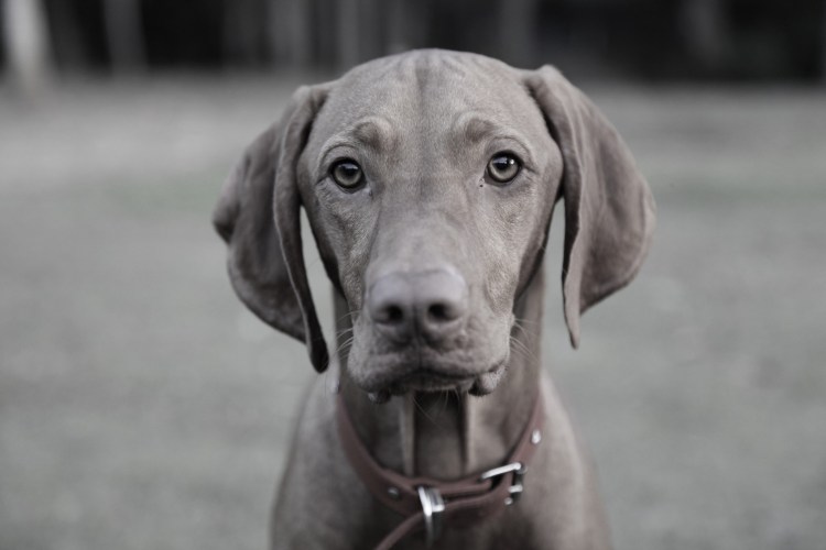 Венгерская жесткошёрстная выжла