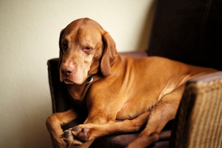 Выжла собака