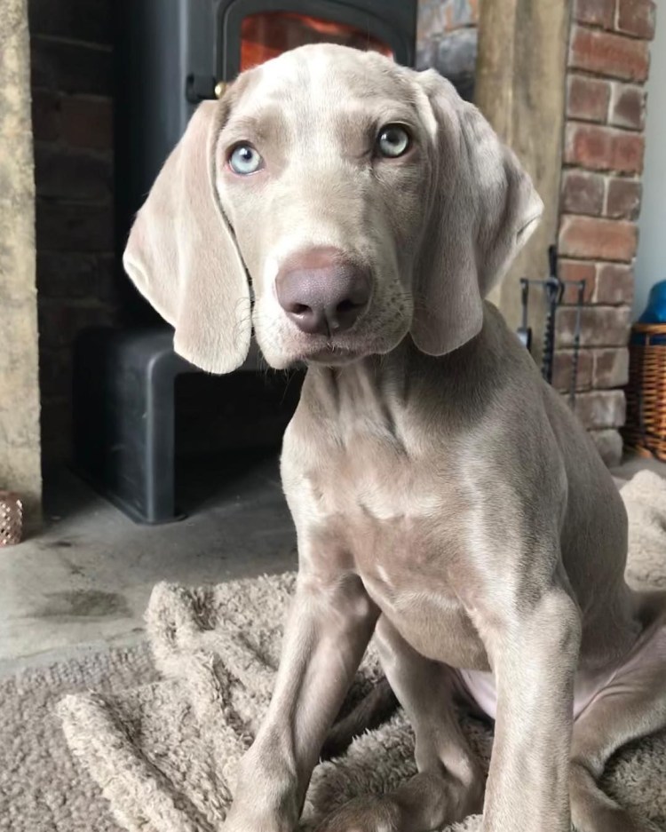 Венгерская выжла и Веймаранер