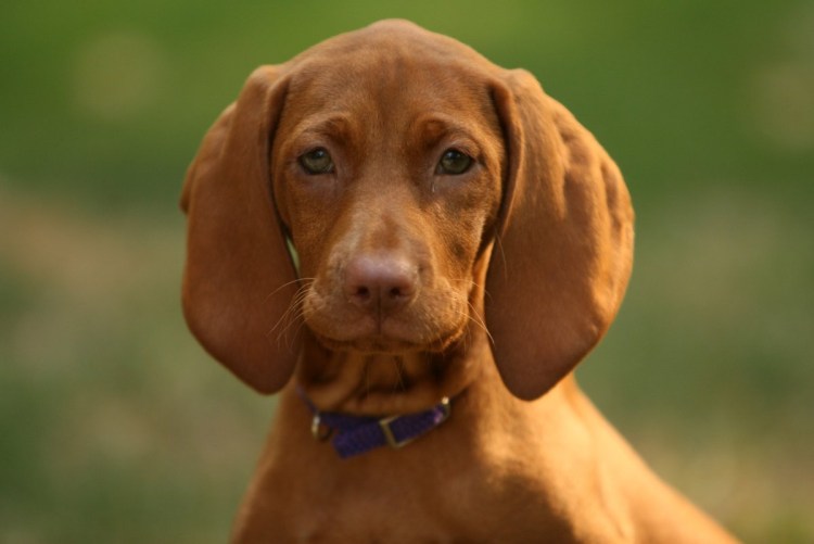 Порода собак Веймаранер