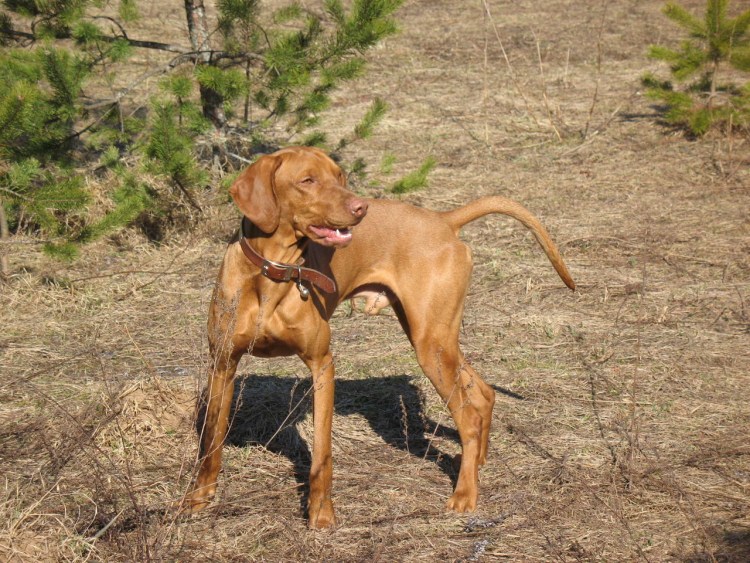 Венгерская выжла