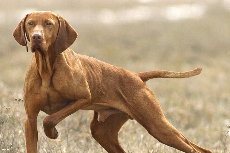 Эстонская выжла