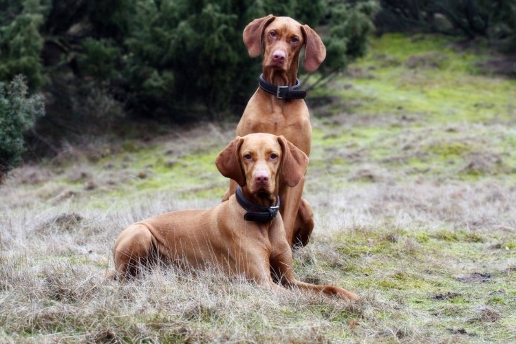 Веймаранер голубой